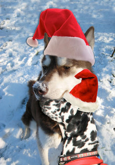 arapahoe-and-mischiefin-father-Christmas-hat